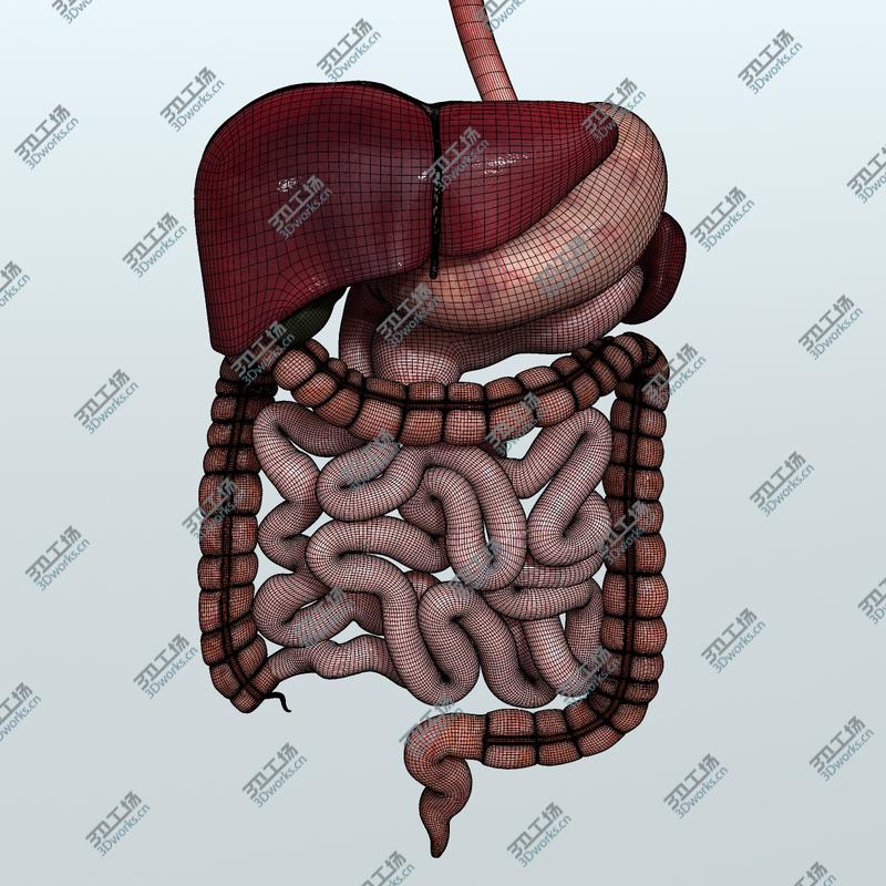 images/goods_img/202105073/Realistic Human Digestive System/3.jpg